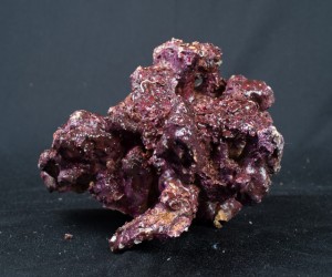 realreefrock2014-0373