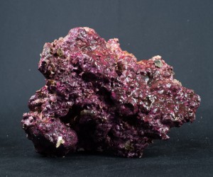 realreefrock2014-0378