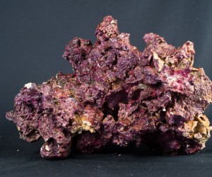 realreefrock2014-0385