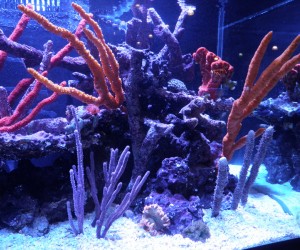Aquariums