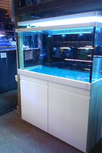 Austin Aquadome's Real Reef Build 1 (1)