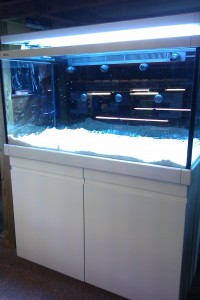 Austin Aquadome's Real Reef Build 2