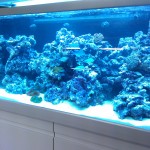 Austin Aquadome's Real Reef Build 6