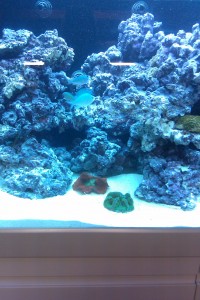 Austin Aquadome's Real Reef Build 7